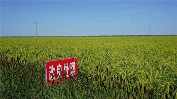 內(nèi)蒙古鹽堿地改良后的效果，讀完這篇文章你就了解了