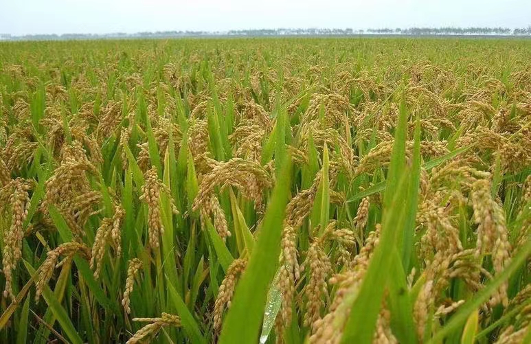 內蒙古鹽堿地改良是否成為未來農(nóng)業(yè)生產(chǎn)的主流選擇？